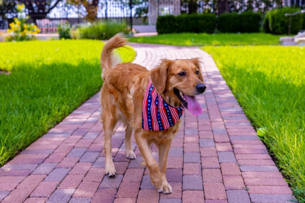 Governor Abbott's golden retriever