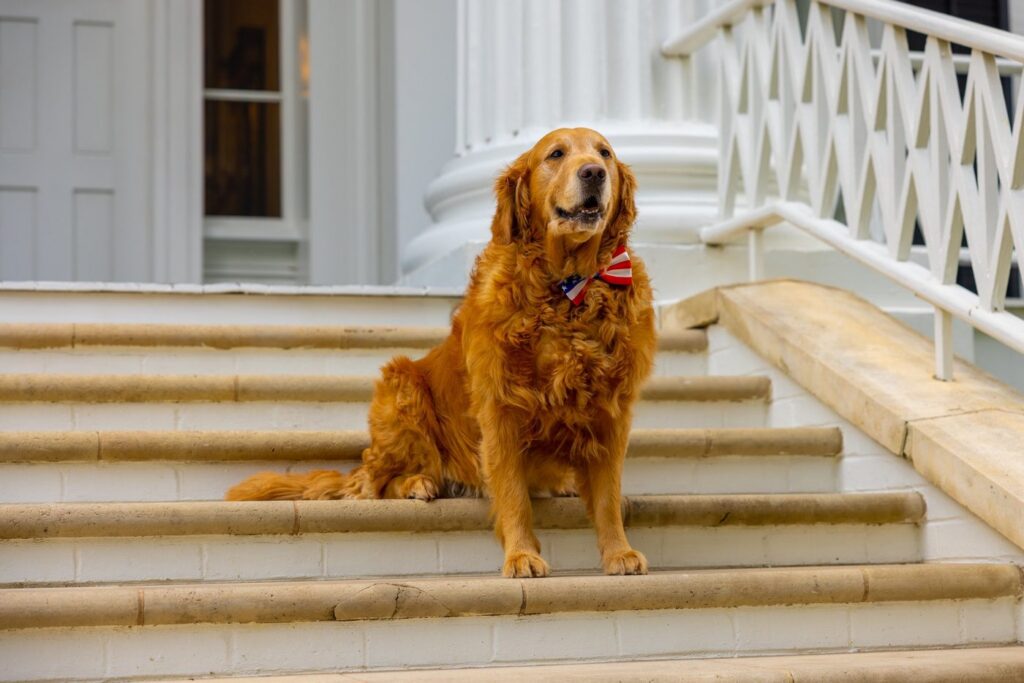 Governor Abbott's golden retriever at the Governor's Mansion